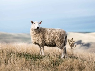 Jak prát vlněné deky a pečovat o ně